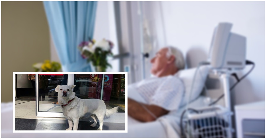 [WATCH] Loyal Dog Boncuk Waits For Sick Owner at Hospital for 6 Days