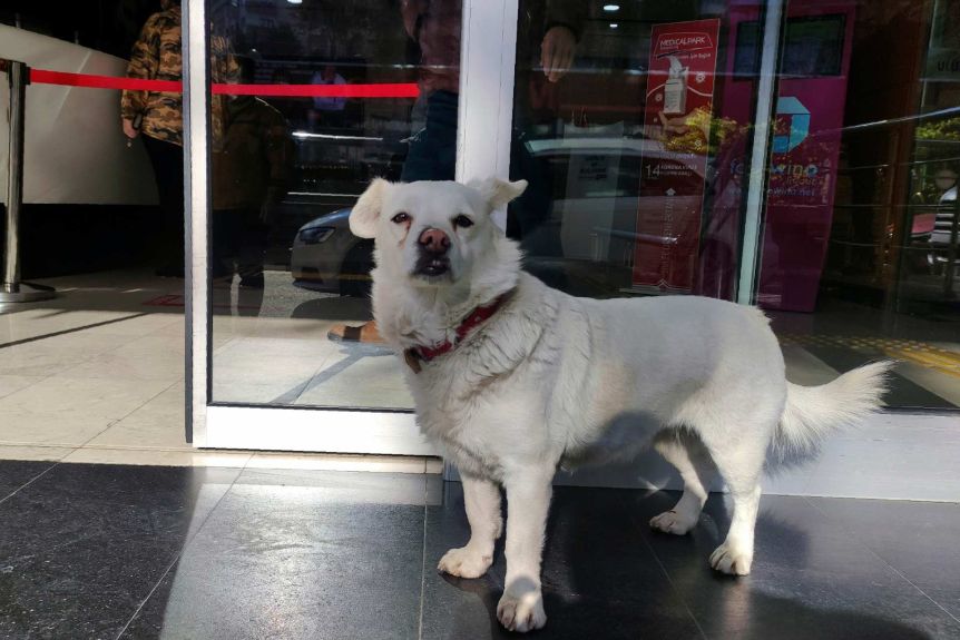 [WATCH] Loyal Dog Boncuk Waits For Sick Owner at Hospital for 6 Days