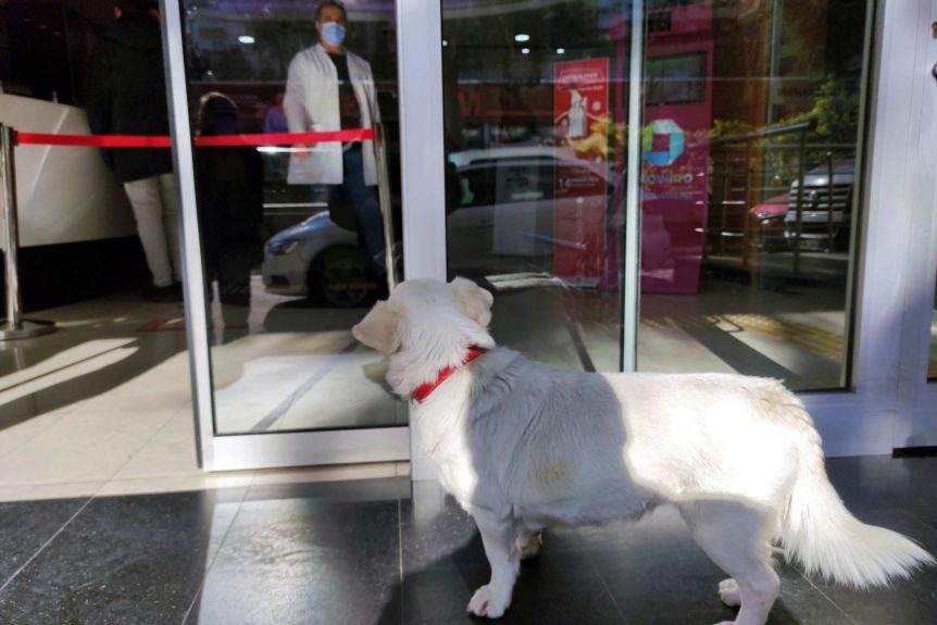 [WATCH] Loyal Dog Boncuk Waits For Sick Owner at Hospital for 6 Days